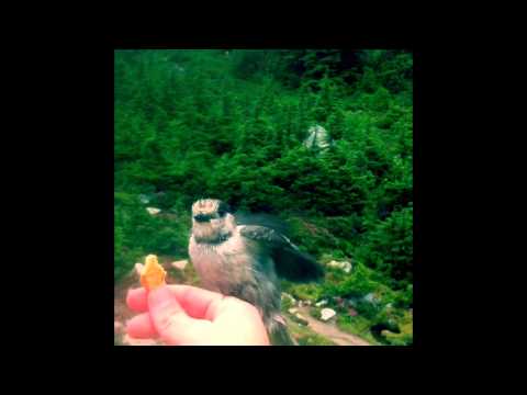 Gray Jay - Whistler BC!