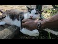 This Sweet Cat Bite Means He S Done Interacting