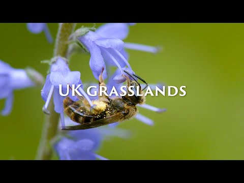 Our grasslands need protecting | Save Our Wild Isles