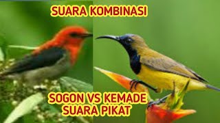 Download lagu Sogok ontong vs kemade suara dua kombinasi terbaik | Suara burung ribut | kombinasi sempurna mp3