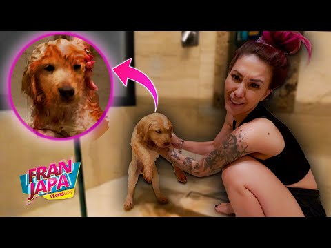 O PRIMEIRO BANHO DA MINHA CACHORRINHA! - Fran Japa