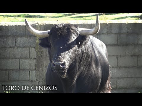 Ciudad Rodrigo 2022 Toro de Cenizos