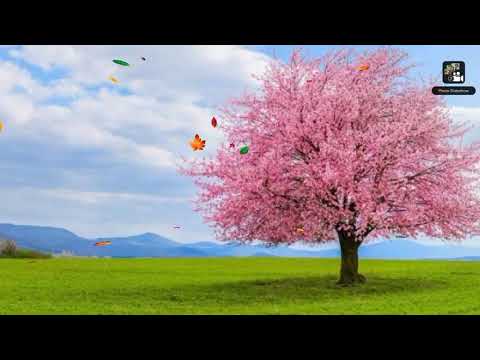 Amazing Tree images 🌳🍁🌴