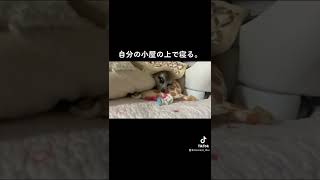 なぜ、そこに？미어캣(meerkat)#shorts