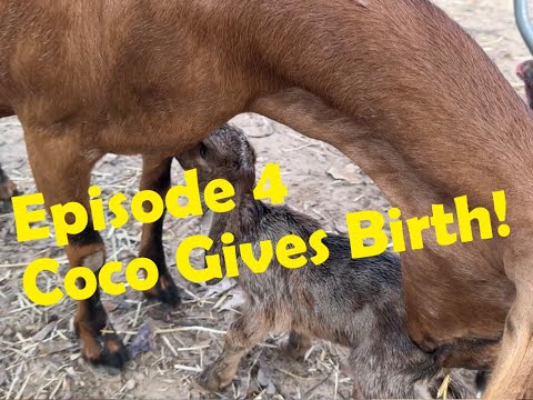 Episode 4 - Coco gives birth to her goat kids!