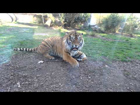 Zoo Wroclaw - agresywny tygrys - aggressive tiger