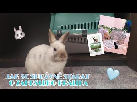 , title : 'jak se správně starat o zakrslého králíka🐰💘/life with rabbit'