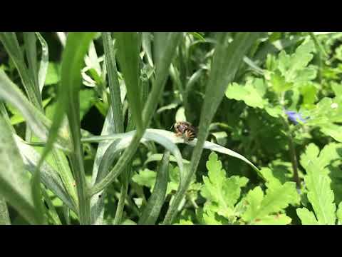 Carder Bee and her Cornflowers