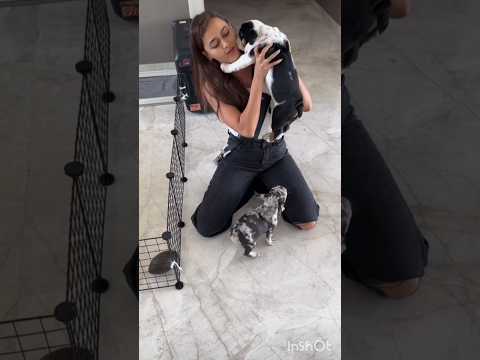 Tejasswi Prakash and Karan Kundra Play With Their Pets #tejran #shorts