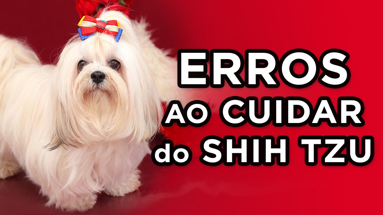 Não cometa esses ERROS para Evitar Problemas Futuros! 🐾 Shih Tzu 🐾