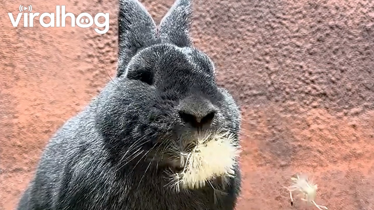 Bunny Rabbit Enjoys a Dandelion on a Sunny Afternoon || ViralHog