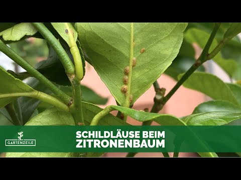 Schildläuse beim Zitronenbaum natürlich bekämpfen! Super Hausmittel gegen Blattläuse!