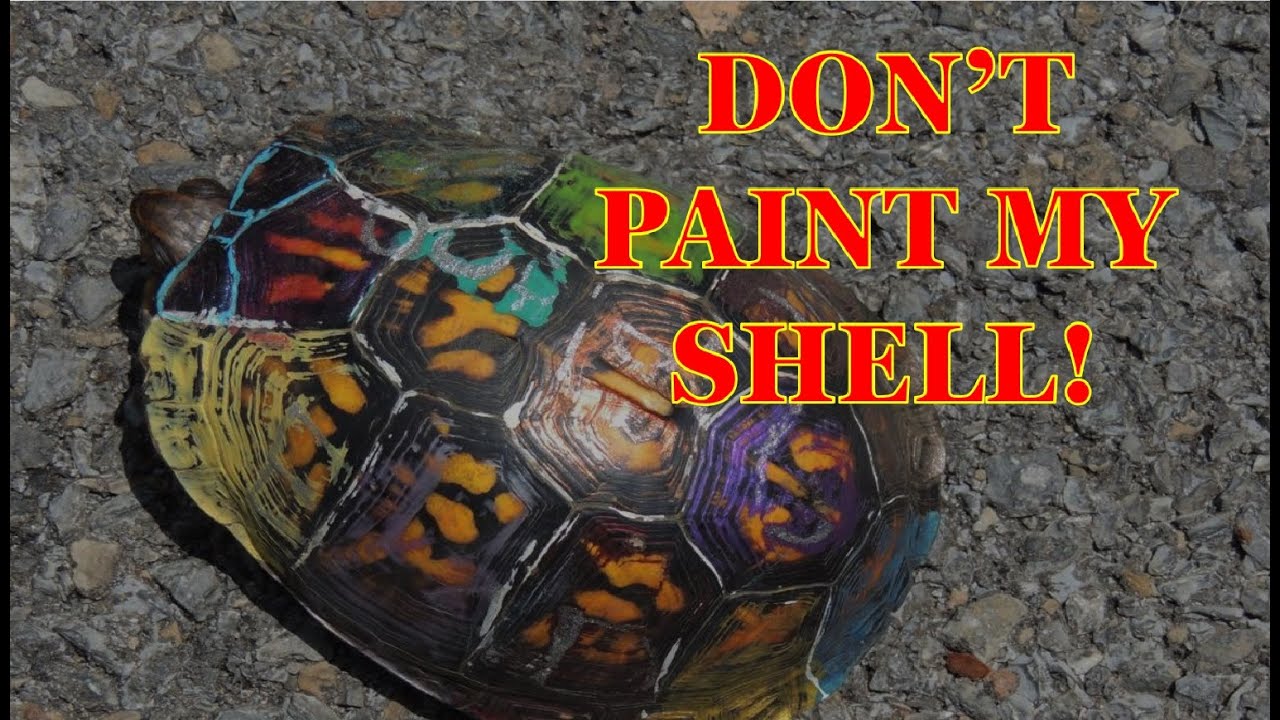 DON'T PAINT MY SHELL!
