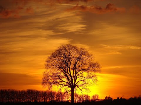 Ombra mai fu (Bomen in de Hoeksche Waard D1)