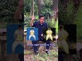 Tan Tien Qigong The Biggest Storage Of Qi Life Force In Your Body Master Mantak Chia Explains
