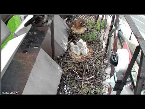 Afternoon nap at the Red-tailed hawk nest @Cornell Lab 05-06-18