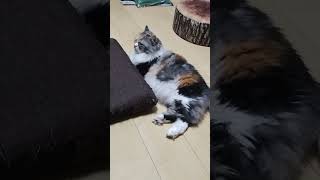 なんの変哲もない。いつもの夕方。 #ねこ #ねこ動画 #kitten #かわいい