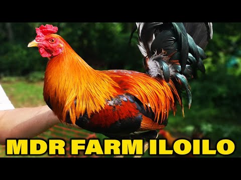 ILOILO !! Sweater Gilmore Hatch - Beautiful Birds MDR FARM Philippines