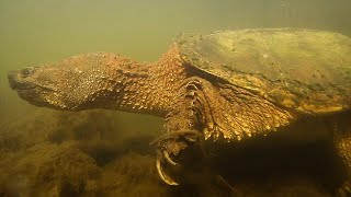 The Underwater World - A unique perspective from the bottom of the creek