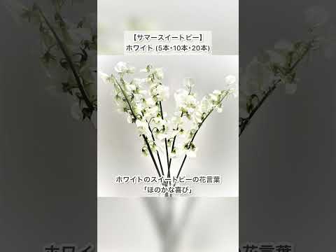 インガミモソイデ科