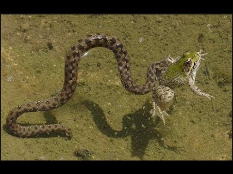 Allah Ke Qudrat Ka Karishma Part 55 /  Sea Snake RolUnique Star Fish Found Under Water ( MUST WATCH)