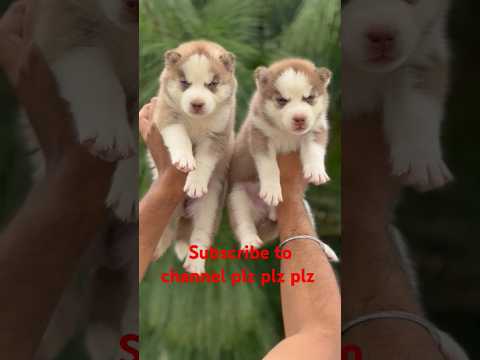 Husky for sale 1k Subscribe kardo or Giti 2 Husky puppy free Gift offer Subscribe to channel plz plz