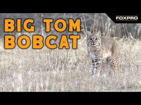 Big Tom Bobcat Gets Smoked