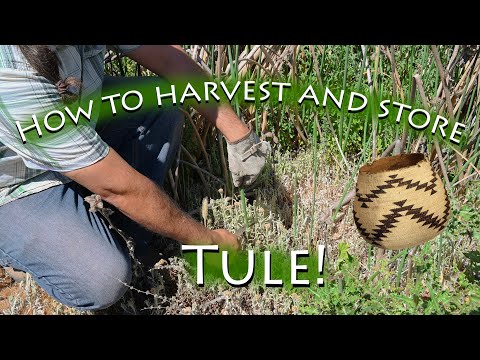 How to harvest and store tule!