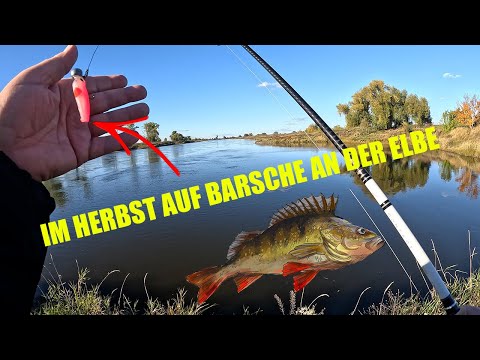In der Elbe auf Barsche - Angeln auf Zander, Hecht und Barsch