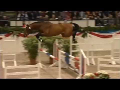 CASCADELLO II: Holstein jumping stallion by Casall la Silla, www.equine-evolution.com