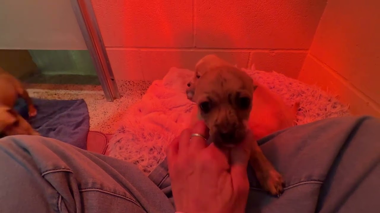 Jack - sweet little Chihuahua boy, a Adoptable Chihuahua in San Antonio, TX video 6/6