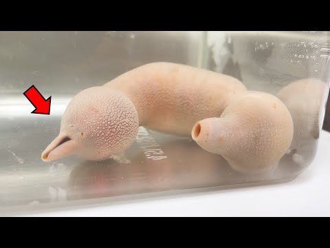 Ramphotyphlops braminus