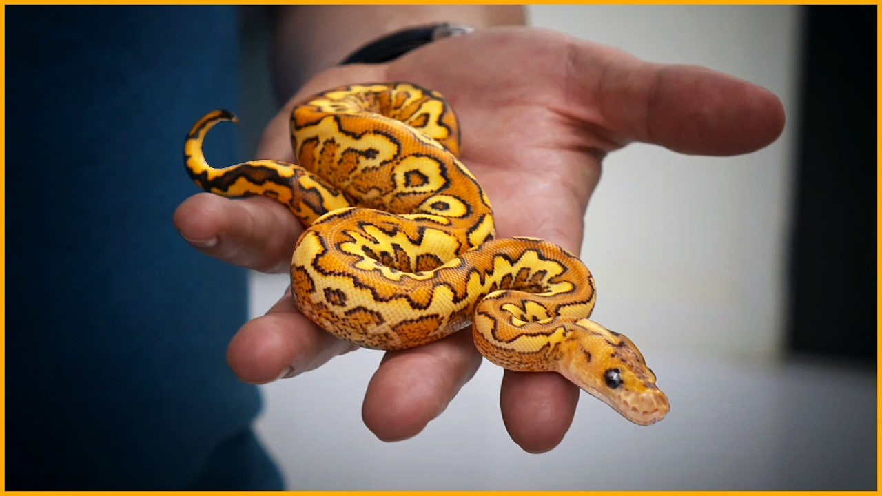 Top 5 Never-Before-Seen Ball Pythons | NARBC Tinley 2025 Reveal!