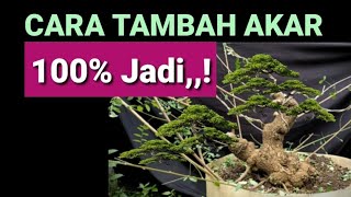 Download lagu Cara Tambah Akar 100% Berhasil Pada Bonsai Ileng Ileng mp3 Download lagu Cara Tambah Akar 100% Berhasil Pada Bonsai Ileng Ileng mp3