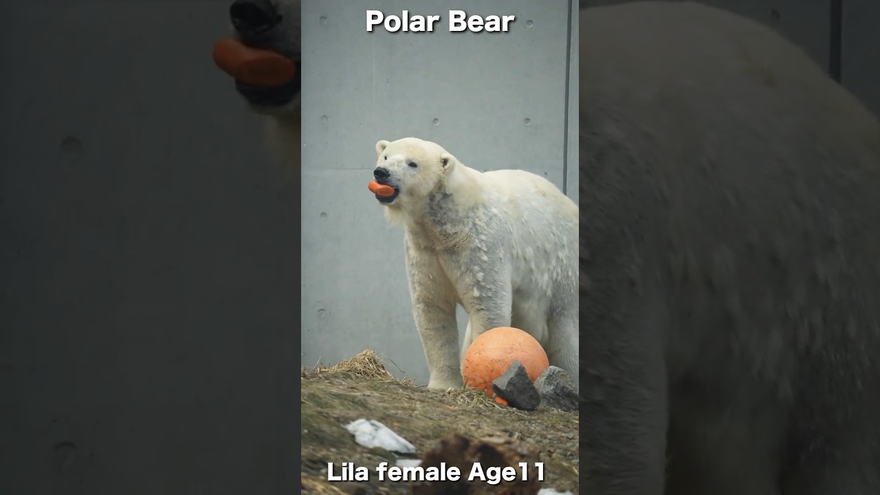 誰もいない？安全確かめるホッキョクグマ「リラ」#polarbear #shorts