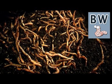 Worm Breeding Step by Step