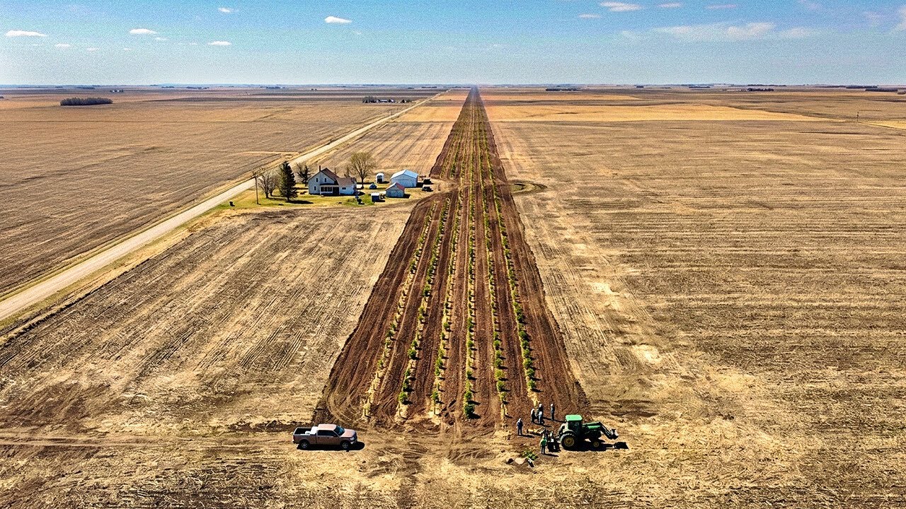 Why America Planted 220 Million Trees From Canada to Texas