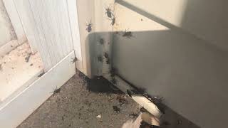 Watch video: More Boxelder Bugs Emerging from this Home in Hazlet, NJ
