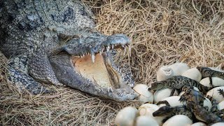 Life cycle of a crocodile explained