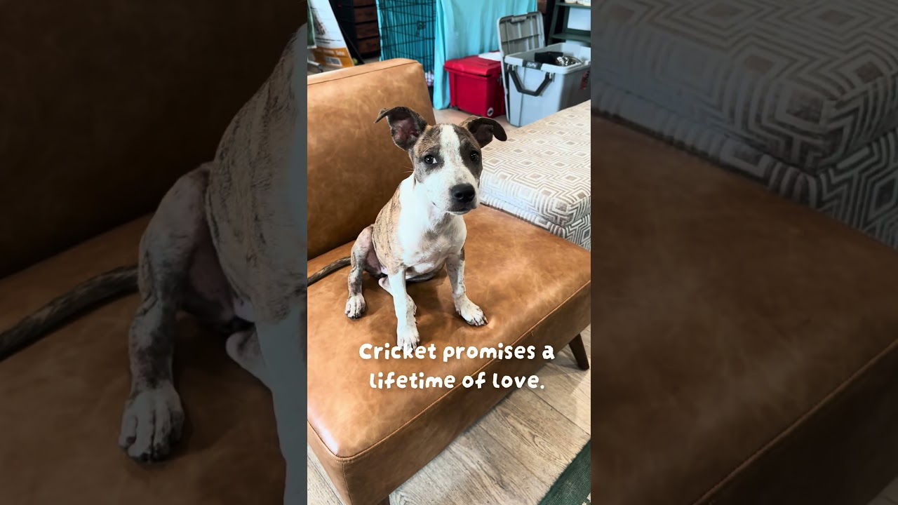 Enlarge CRICKET (701), a Adoptable mixed breed in Indiantown, FL video 6/6