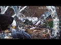 The Other Three! - PA Farm Country Bald Eagle Cam - April 8, 2022 com