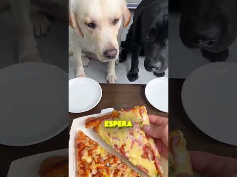 ¡Quédate Quieto, Max! 🐶😂✋