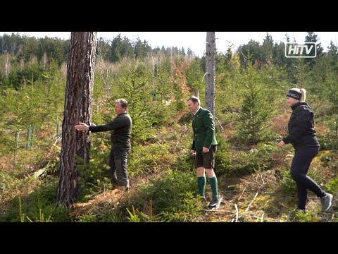 Nachhaltige Waldpflege