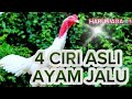 4 Ciri Asli Ayam Jalu JAGOTANGGUHchannel Ayambangkokindonesia Ayambangkoksuper Ayamjago