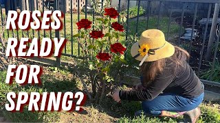 Pruning Roses with Helpful Tips! (Zone 9b)