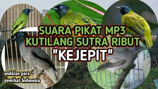 Download lagu suara pikat mp3 kutilang sutra ribut dan suara anak kejepit//pemikat indonesia mp3 Download lagu suara pikat mp3 kutilang sutra ribut dan suara anak kejepit//pemikat indonesia mp3