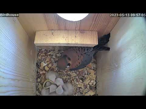 American kestrel dad feeding snake to babies.  One baby wants the snake all for himself!