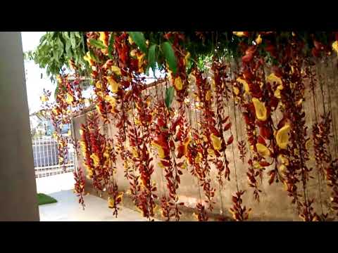 Trepadeira sapatinho de judia