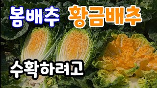 봄배추! 황금배추 수확하려고 실시간 생방송