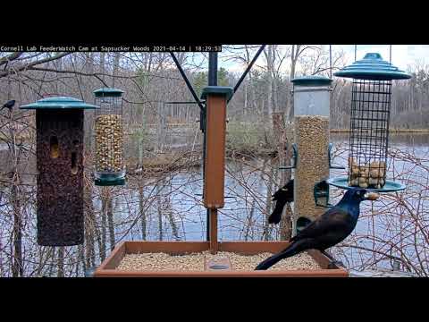 Common Grackle cracks peanut shell for the peanut    18 29 40  4 14 21